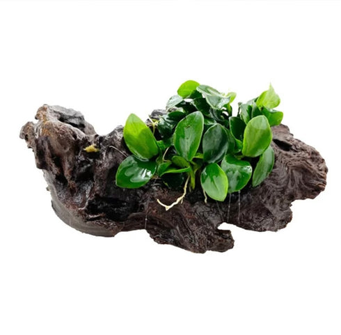 Anubias barteri nana ‘Petite’ Tissue Culture